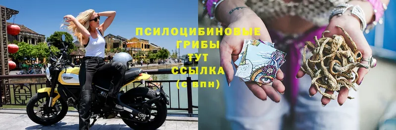 цена   Тулун  Псилоцибиновые грибы мицелий 